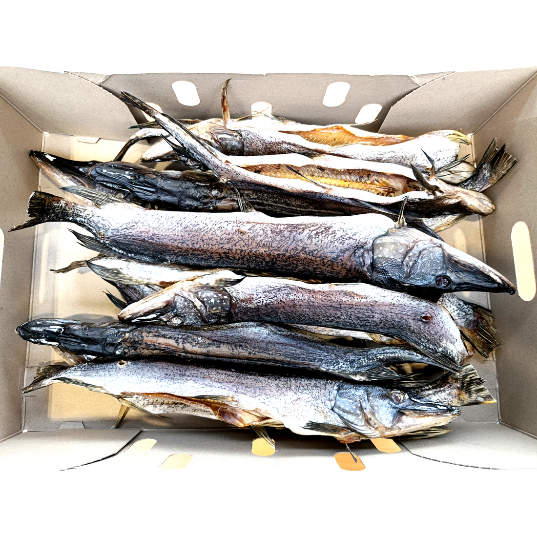 Shop Štika sušená, vykuchaná, 6 kg.png