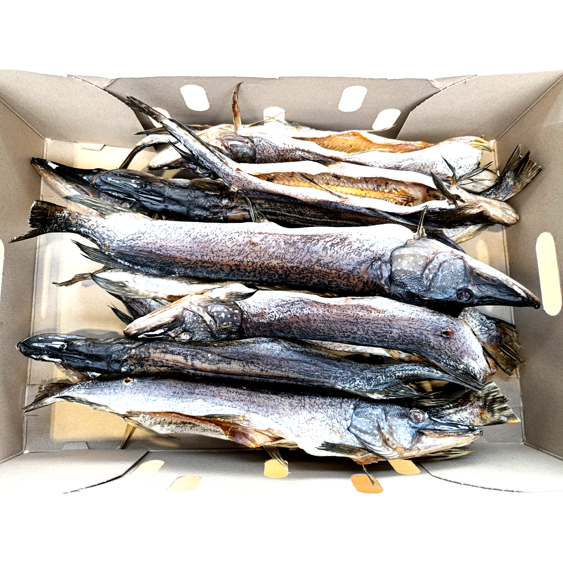 Shop Štika sušená, vykuchaná, 6 kg.png